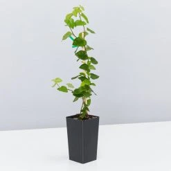 Shrubs Ficus Pumila Minima Creeping Fig