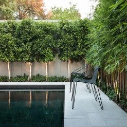 Shrubs Ficus Microcarpa Hillii Flash