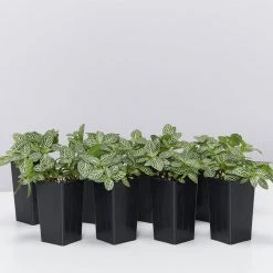 Indoor Garden Border Plants Fittonia Verschaffeltii Starlight