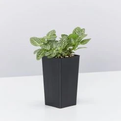 Indoor Garden Border Plants Fittonia Verschaffeltii Starlight