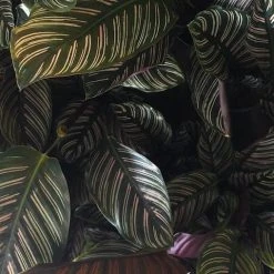 Indoor Garden Calathea Ornata Sanderiana Pet-Friendly Outdoor
