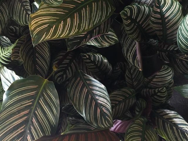 Indoor Garden Calathea Ornata Sanderiana Pet-Friendly Outdoor 4 Indoor Garden Calathea Ornata Sanderiana Pet-Friendly Outdoor