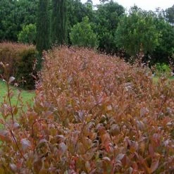 Hedge Acmena Smithii 'Firescreen' Lilly Pilly Screening Pack