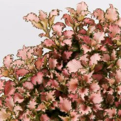 Indoor Garden Fittonia Albivenis Pink Anne Nerve Plants
