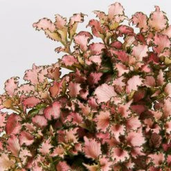 Indoor Garden Plant Packs Assorted Box Of Nerve Plants - Fittonia 85mm