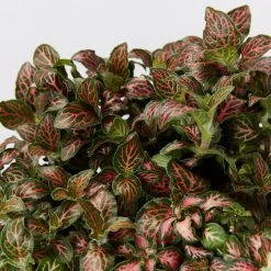Indoor Garden Fittonia Albivenis Jungle Flame Houseplant Pack