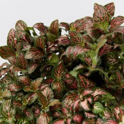 Indoor Garden Ground Covers Assorted Box Of Nerve Plants - Fittonia