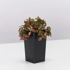 Indoor Garden Cat-Friendly Indoor Plant Pack ????