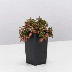 Indoor Garden Air Purifying Rainbow 🔔 Box - Indoor 21 Indoor Garden Air Purifying Rainbow ???? Box - Indoor