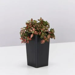 Indoor Garden Fittonia Albivenis Jungle Flame Houseplant Pack