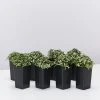Indoor Garden Ground Covers Fittonia Verschaffettii Lovers
