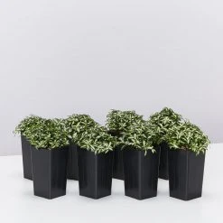 Indoor Garden Ground Covers Fittonia Verschaffettii Lovers