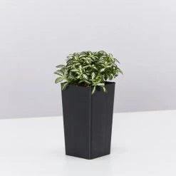 Indoor Garden The Teachers Classroom Houseplant Pack 19 Indoor Garden The Teachers Classroom Houseplant Pack