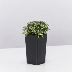 Indoor Garden Ground Covers Fittonia Verschaffettii Lovers