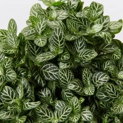 Indoor Garden Plant Packs Assorted Box Of Nerve Plants - Fittonia 85mm