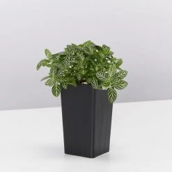 Indoor Garden Easy Care Plants Assorted Pack Of Houseplants ???? *Pick Your Own