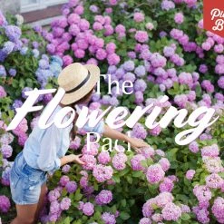 Shrubs Climbing Plants She's All That - The Flowering Pack