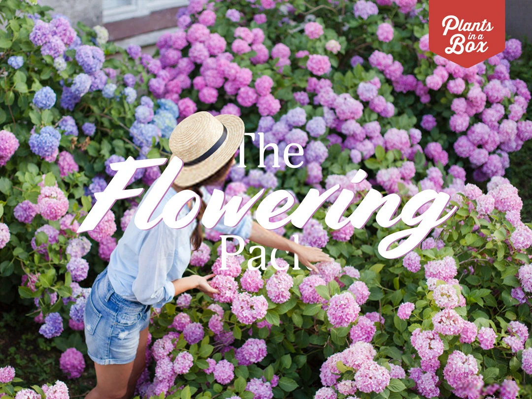 Shrubs Climbing Plants She's All That - The Flowering Pack 3 Shrubs Climbing Plants She's All That - The Flowering Pack