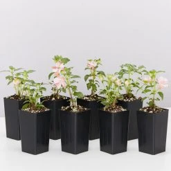 Shrubs Fuchsia X Hybrida Charm Neon White