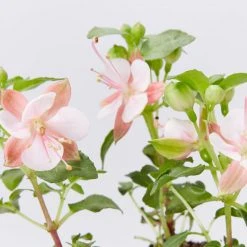 Shrubs Fuchsia X Hybrida Charm Neon White