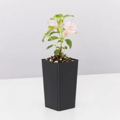 Shrubs Fuchsia X Hybrida Charm Neon White