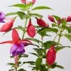 Shrubs Fuchsia Magellanica Charm Rose Purple Border Plants