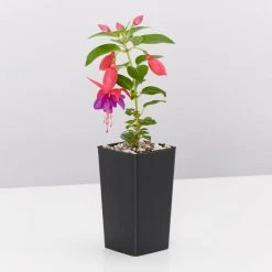 Shrubs Fuchsia Magellanica Charm Rose Purple Border Plants