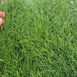 Shrubs Casuarina Glauca Prostrate 'Cousin It' 13 Shrubs Casuarina Glauca Prostrate 'Cousin It'