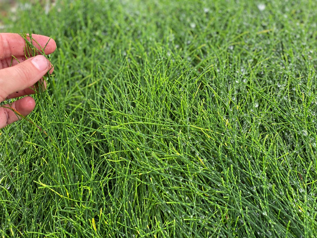 Shrubs Casuarina Glauca Prostrate 'Cousin It' 8 Shrubs Casuarina Glauca Prostrate 'Cousin It'