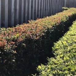 Hedge Syzygium Resilience Lilly Pilly Hedging Pack Hedging Plants