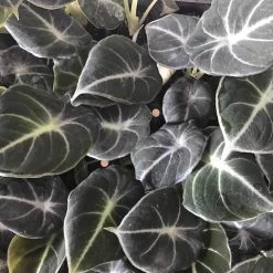 Indoor Garden Alocasia Reginula 'Black Velvet' Elephant Ears Plant Alocasias