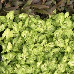 Indoor Garden Syngonium Golden Illusion Syngoniums