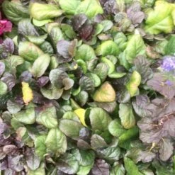 Shrubs Ajuga Reptans