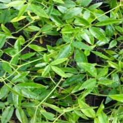 Shrubs Full Sun Rosa Banksiae Lutea