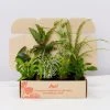 Indoor Garden Cat-Friendly Indoor Plant Pack 💯 1 Indoor Garden Cat-Friendly Indoor Plant Pack ????