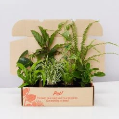 Indoor Garden Cat-Friendly Indoor Plant Pack ????