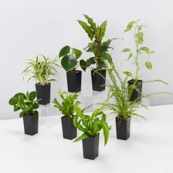 Indoor Garden Pet-Friendly Indoor Plant Pack 😀 20 Indoor Garden Pet-Friendly Indoor Plant Pack ????