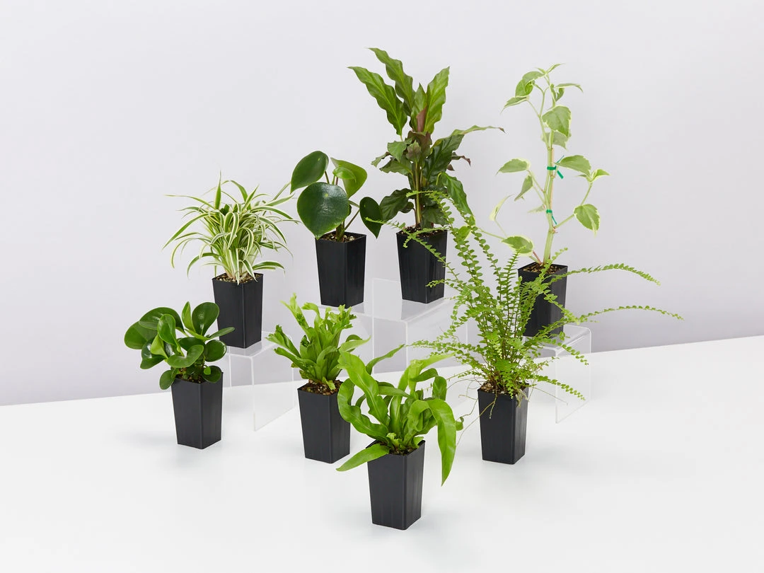 Indoor Garden Pet-Friendly Indoor Plant Pack 😀 6 Indoor Garden Pet-Friendly Indoor Plant Pack ????