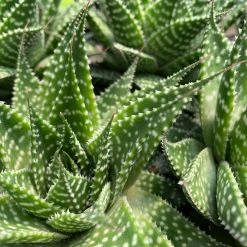 Succulents Gasteria Durban 85mm