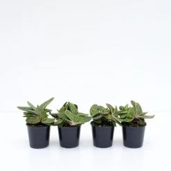 Succulents Gasteria Little Warty