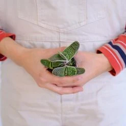 Succulents Gasteria Little Warty