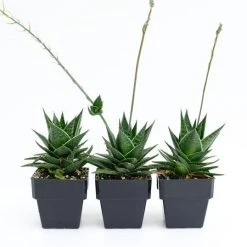 Succulents Pool Friendly Plants Gasteria Morombe 85mm