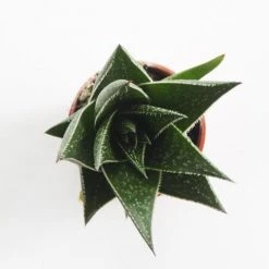 Succulents Pool Friendly Plants Gasteria Morombe