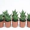 Succulents Pool Friendly Plants Gasteria Morombe