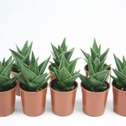 Succulents Pool Friendly Plants Gasteria Morombe