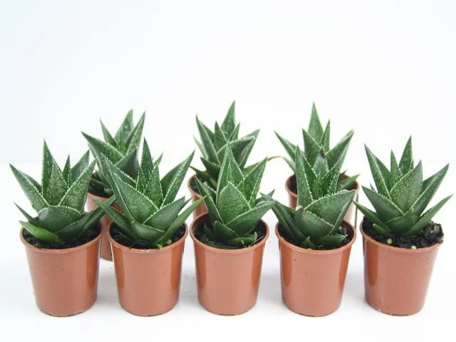 Succulents Pool Friendly Plants Gasteria Morombe 3 Succulents Pool Friendly Plants Gasteria Morombe