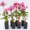 Shrubs Geranium Nano Pink