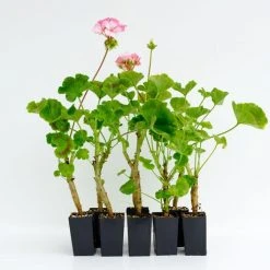 Shrubs Geranium Pinto White To Rose