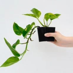 Indoor Garden Pothos 'Devils Ivy' Golden Pothos