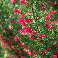 Shrubs Grevillea Canberra Gem